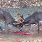 为争女友两雄鹿决斗