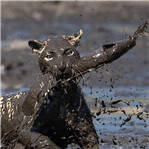 花豹下泥潭变黑豹