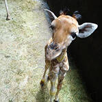 长颈鹿宝宝拒吃饭离世