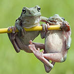 树蛙争夺树枝秀肌肉