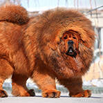 中国藏獒激战美国比特犬