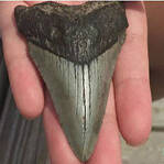 小姑娘捡石头专家惊呆