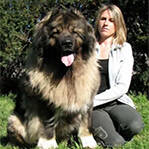 高加索犬咬断藏獒喉咙