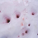 千年困惑“西瓜雪” 