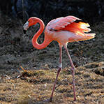 断腿火烈鸟装上假肢 