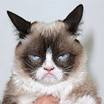 看喵星人有益健康