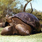 巨龟安乐死有90名后代 