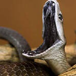 黑曼巴蛇欲吞食死狮