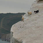 黑狗逼迫绵羊跳崖