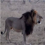 非洲狮王被剥皮割头 