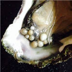 牡蛎中发现十珍珠