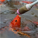 游客用奶瓶喂鱼