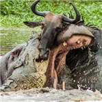 豹群喝水狒狒追杀 