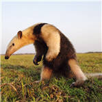 食蚁兽直立挑衅汽车