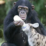 黑猩猩偷2月男婴