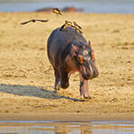 河马宝宝被鸟吓疯