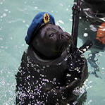 真正的“海豹”突击队