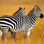 待产斑马被髭狗活吞