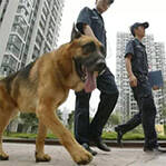 防作弊：印度狼狗监考