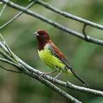 把一个物种吃到灭绝