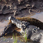 大鳄鱼将小鳄鱼咬死