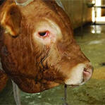 牛下跪哭泣拒进屠宰场