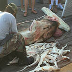 巨鲨怀有34条胎儿 