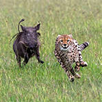 猎豹被猪追出老远