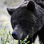 将棕熊绑起令猎犬撕咬