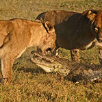 鳄鱼偷袭幼狮遭母狮围攻
