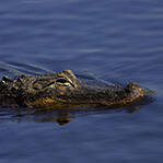 鳄鱼捕食电鳗被电翻