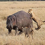 河马和狮子谁更强大