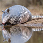 犰狳壳太硬弹子弹