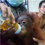 小红毛猩猩恐惧绝食