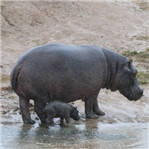 小河马惨被咬死