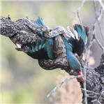 蟒蛇绞杀翠鸟不会吃