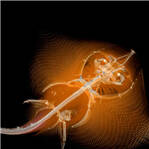 罕见学术微观摄影