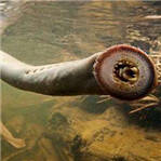 僵尸鱼再现英国