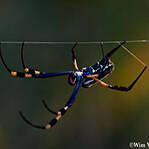 英现巨型黄金蛛