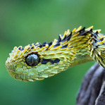 5米长巨蟒深度按摩