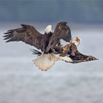 白头鹰空中对掌如武术