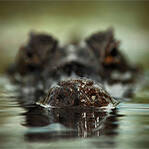 史前谁敢吃恐龙！