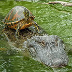 骑鳄鱼的正确姿势