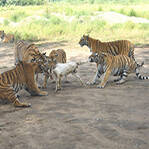 老虎抓住羊却不会吃