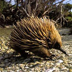 针鼹鼠阴茎4个头