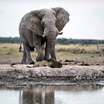 雄狮喝水险遭大象踩死