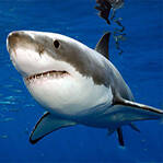 恐怖大白鲨突袭