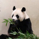 大熊猫为吹空调假孕