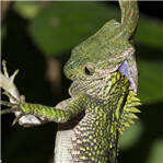 蜥蜴梦中被闷死活吞