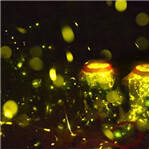 萤火虫点亮浪漫夜晚